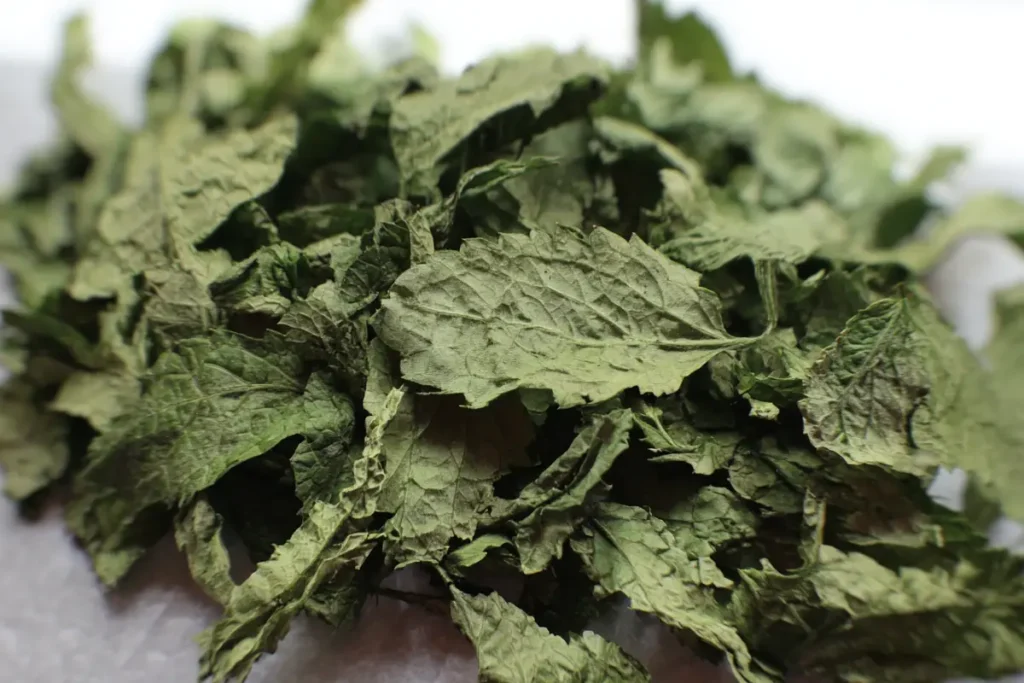 Freshly dried lemon balm leaves with vibrant green color, perfect for tea and storage