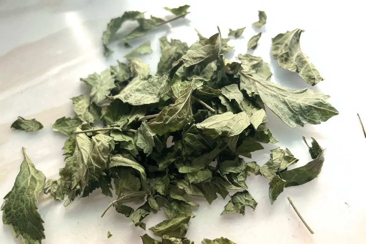 Drying Lemon Balm Leaves Made Easy